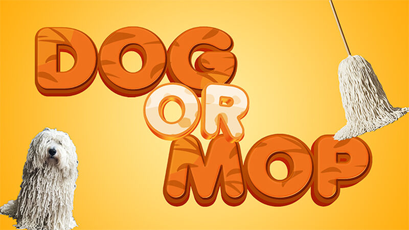 Dog or Mop: Countdown Video and Game